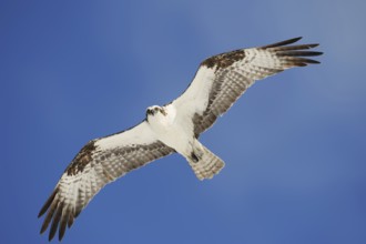 Western osprey (Pandion haliaetus) in flight, Everglades National Park, Florida, USA, North America