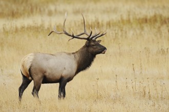 Wapiti (Cervus canadensis, Cervus elaphus canadensis), male, Yellowstone National Park, Wyoming,