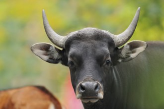 Tembadau (Bos javanicus), bull, portrait, captive, occurring in Southeast Asia