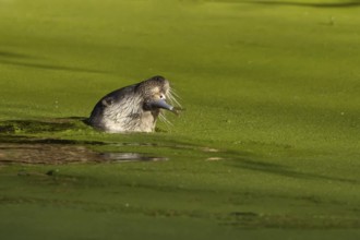 European otter (Lutra lutra) adult animal feeding on a fish in a river, England, United Kingdom,