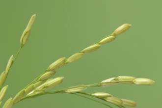 Rice (Oryza sativa), ear of rice, ear of grain