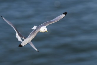 Black-legged Kittiwake, Rissa tridactyla, bird in flight over sea, Bempton Cliffs, North Yorkshire,