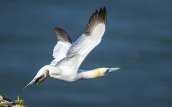 Northern Gannet, Morus bassanus, bird in flight over sea, Bempton Cliffs, North Yorkshire, England,