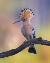 Hoopoe (Upupa epops) Bird of the Year 2022, raised bonnet, golden hour, backlight, sunlight, in