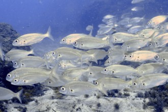 A shoal of silvery fish, armpit bream (Pagellus acarne), swimming close together above the seabed.