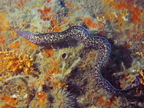 A Spotted moray (Gymnothorax moringa) meanders through the colourful, coral-covered seabed. Dive