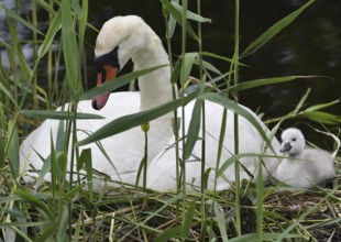 Mute swan (Cygnus olor) offspring, chick, Schleswig-Holstein, Germany, Europe