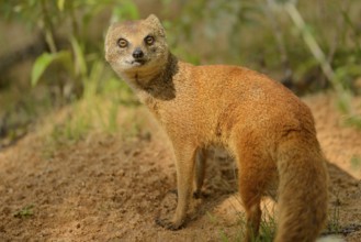 Close-up of a Yellow Mongoose or red meerkat (Cynictis penicillata) in summer, Germany, Europe