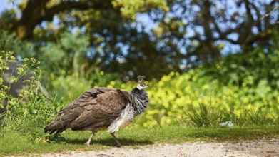 A peafowl (pavo) walks on a path surrounded by green nature and flowering trees on a sunny day,