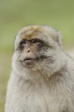 Barbary macaque (Macaca sylvanus), male, portrait, captive, occurring in Morocco, Algeria and