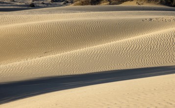 Maspalomas Dunes nature reserve, sand dunes in the evening light, Las Palmas province, Gran