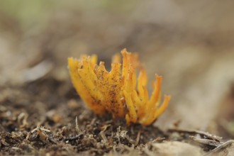 Yellow stagshorn (Calocera viscosa), North Rhine-Westphalia, Germany, Europe