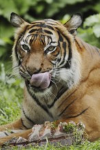 Sumatran tiger (Panthera tigris sumatrae), feeding, captive, occurring on Sumatra, Indonesia, Asia