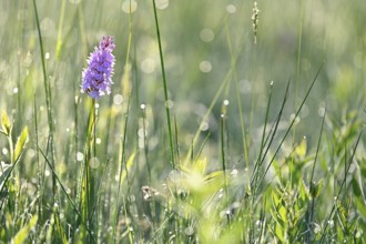 Moorland spotted orchid (Dactylorhiza maculata), flowering wild orchid, Lower Rhine, North