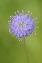 Common devil's-bit scabious (Succisa pratensis, Scabiosa succisa), flower, Bavaria, Germany, Europe