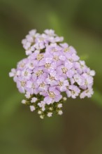 Pink-flowered yarrow or pale red yarrow (Achillea roseoalba), North Rhine-Westphalia, Germany,