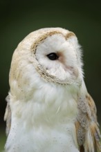 Barn owl (Tyto alba), portrait, captive, North Rhine-Westphalia, Germany, Europe