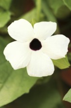 Black-eyed susan vine (Thunbergia alata), flower, ornamental plant, North Rhine-Westphalia,