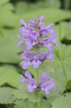 Grandiflora or Betonica grandiflora (Stachys grandiflora, Betonica grandiflora), flowering,