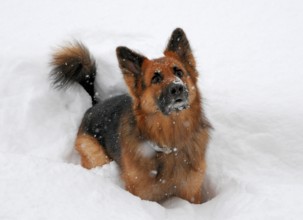 German Shepherd dog play in snow in Scania, Sweden, Ystad, Skåne, Sweden, Scandinavia, Europe