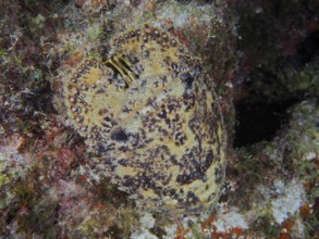 American bear crab (Scyllarus americanus), dive site John Pennekamp Coral Reef State Park, Key