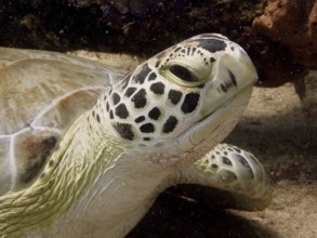 The head of a sea turtle, hawksbill turtle (Eretmochelys imbricata imbricata), close up in front of