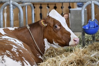 Red Holstein dairy cow