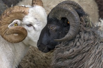 Male horned black-headed domestic sheep (Ovis aries), Rehna, Mecklenburg-Western Pomerania,