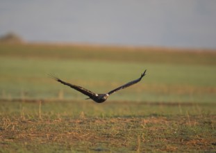 Iberian Eagle in flight, Spanish Imperial Eagle (Aquila adalberti), Extremadura, Castilla La