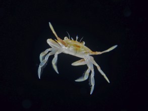 A small crab, Sargassum swimming crab (Portunus sayi), swims at night in the black water of the