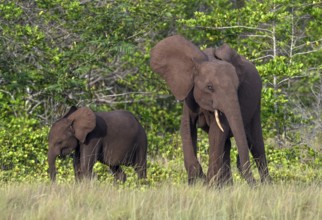 African forest elephants (Loxodonta cyclotis) in a clearing in Loango National Park, Parc National