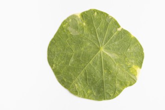 Nasturtium (Tropaeolum), reverse, white background