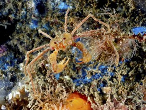 A scorpion spider crab (Inachus), spider crab, with long legs and claws on a bed of algae. Dive