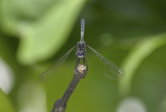 Odonate (Odonata), Loango National Park, Parc National de Loango, Ogooué-Maritime Province, Gabon,