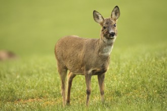 European roe deer (Capreolus capreolus) doe in winter coat and with injury to the left eye on the