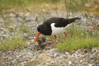 Oystercatcher (Haematopus ostralegus) few days old chick eats offered snail, Lofoten, Norway,