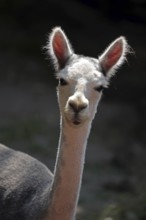 Alpaca (Vicugna pacos), portrait