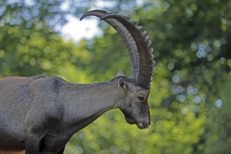 Capricorn (Capra ibex), captive