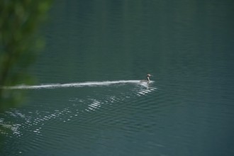 Great Crested Grebe (Podiceps cristatus), summer, Bavaria, Germany, Europe