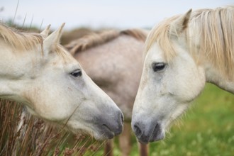 Two white Camargue horses facing each other in a green meadow, a calm and natural scene, Camargue,