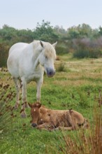 White Camargue horse with foal, in the meadow, summer, Camargue, France, Europe