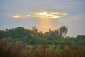 Typical Camargue landscape with trees and peaceful sky where sunlight shines through clouds,