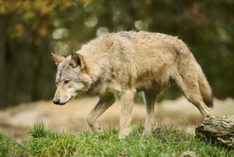 Eastern wolf (Canis lupus lycaon) walking on a meadow, Bavaria, Germany, Europe