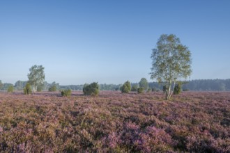 Heath landscape, flowering heather (Calluna vulgaris), birch (Betula), juniper (Juniperus