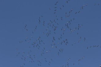 Cranes (Grus grus) in flight, North Rhine-Westphalia, Germany, Europe