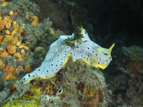 Snail with dotted patterns, grey banana nudibranch (Notodoris serenae), moving over a coral reef in