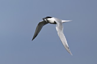 Sandwich tern (Sterna sandvicensis) in flight with fish in its beak, Texel, West Frisian Islands,