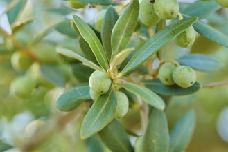 European olive (Olea europaea) fruits in summer, Catalonia, Spain, Europe