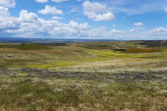 Ein weitläufiges Feld mit einer Mischung aus grünen Gräsern und gelben Blumen unter einem blauen