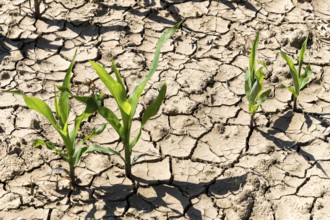 Symbolic image, climate change, global warming, corn (Zea mays) drought, dried out, cracks,